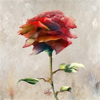 Sant Jordi Rose