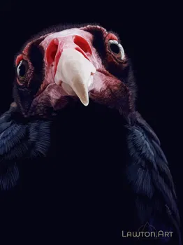 Turkey Vulture - 2020