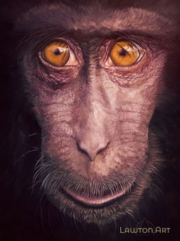 Crested Macaque - 2023