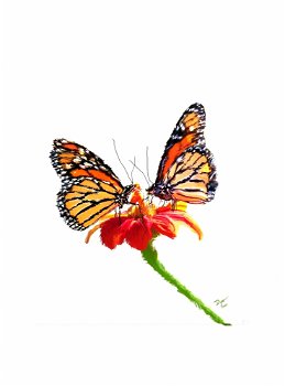 !butterfly-framed-000001a lightened 0000