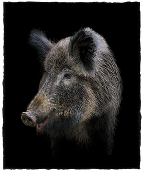 Wild Sow