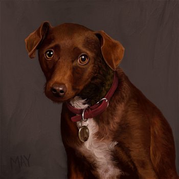 Nell the Patterdale Terrier
