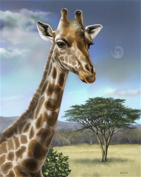 Giraffe-Drawing-2023-08