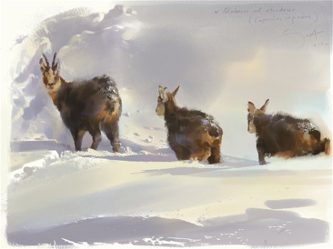 Chamois and cubs