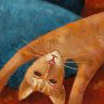 Angela Tribbeck